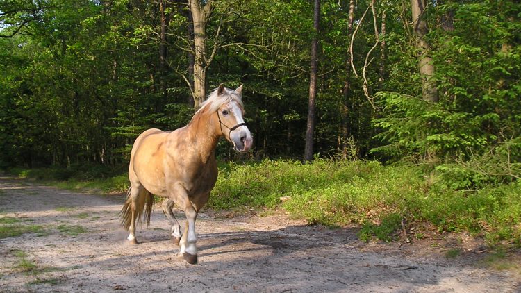 Dieren en paardenoppas Apeldoorn en omgeving