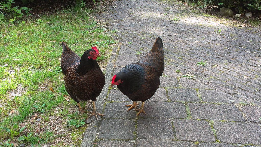 Dieren en paardenoppas Apeldoorn en omgeving