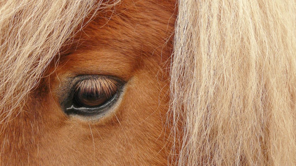 Dieren en paardenoppas Apeldoorn en omgeving