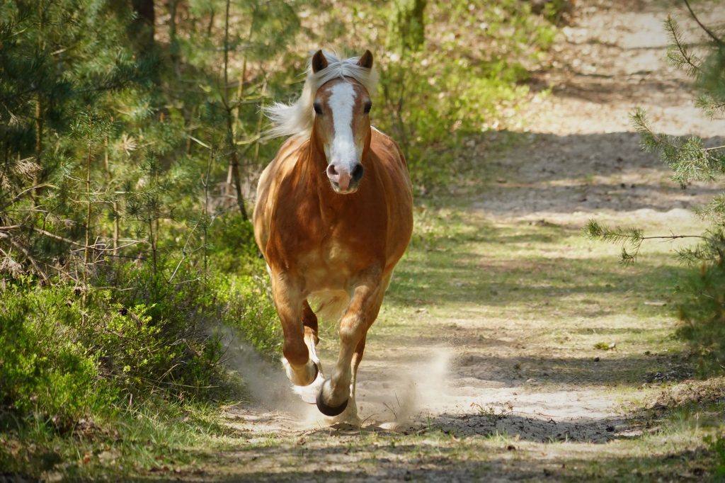 Dieren en paardenoppas Apeldoorn en omgeving